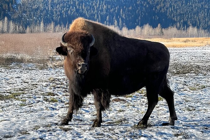 Up to 10 Person Whittier to Anchorage Transport & Wildlife Center - Key Points