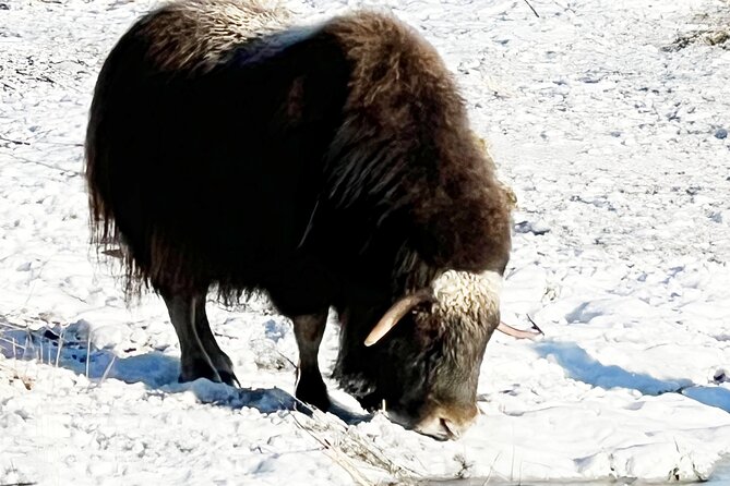 Up to 10 Person Whittier to Anchorage Transport & Wildlife Center - Starting Point in Whittier and Pickup Details