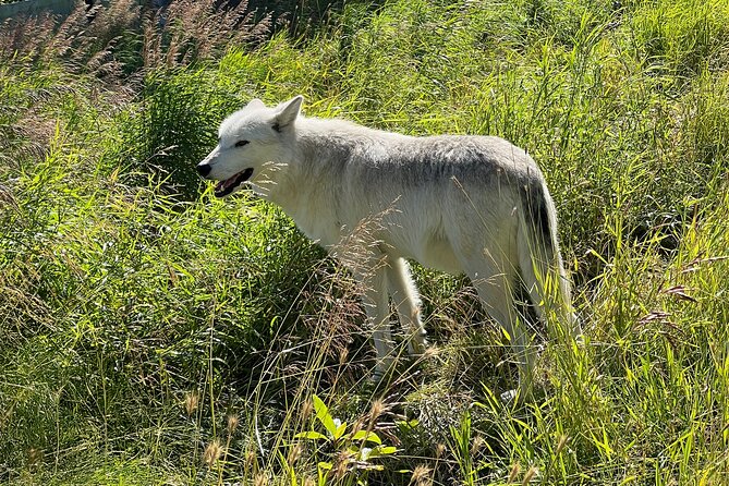 Up to 10 Person Whittier to Anchorage Transport & Wildlife Center - Final Thoughts on the Whittier to Anchorage Wildlife Tour