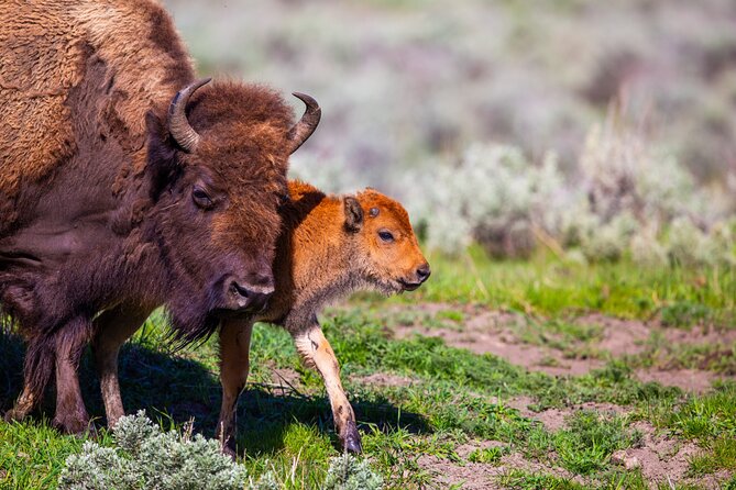 Upper Loop Lamar Wildlife Safari from Gardiner PRIVATE Lunch - Explore Yellowstone’s Lamar Valley with a Private Wildlife Safari and Lunch