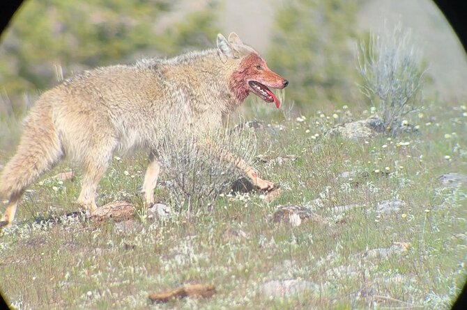 Upper Loop Lamar Wildlife Safari from Gardiner PRIVATE Lunch - Tower Fall: A Picturesque Waterfall and Volcanic Spires