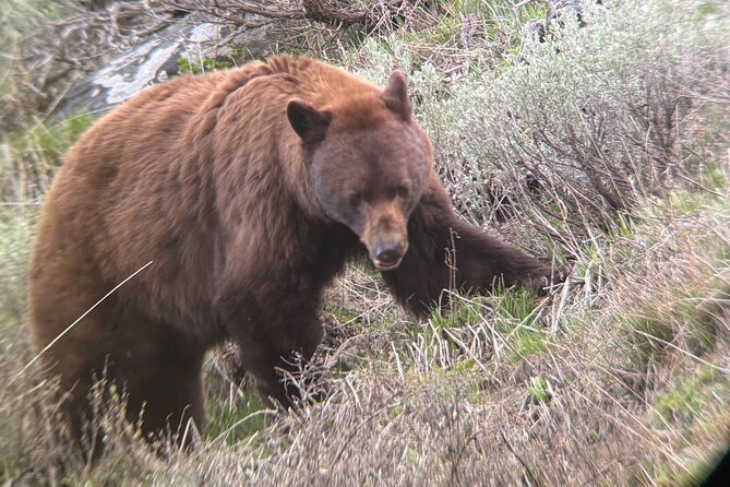Upper Loop Lamar Wildlife Safari from Gardiner PRIVATE Lunch - Undine Falls and Scenic Mammoth-Tower Road