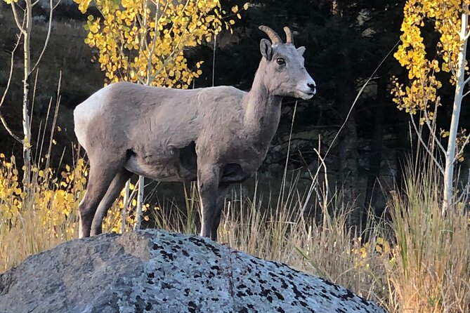Upper Loop Lamar Wildlife Safari from Gardiner PRIVATE Lunch - Swan Lake Flats: Witnessing a Rarity in Yellowstone