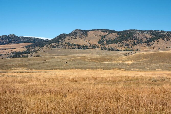 Upper Loop Tour and Lamar Valley from West Yellowstone with Lunch - Explore Yellowstone’s Wildlife with Comfort and Expertise