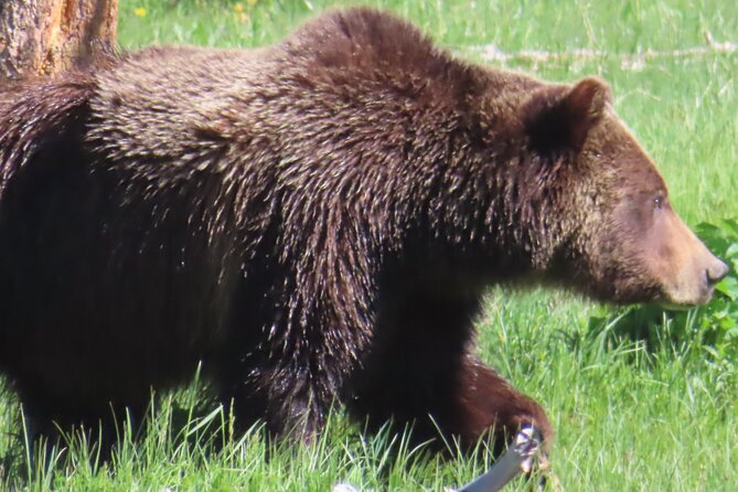 Upper Loop Tour and Lamar Valley from West Yellowstone with Lunch - Limitations and Considerations