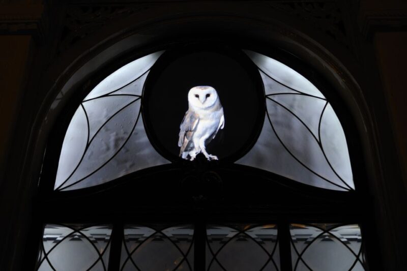 Utrecht: Guided Lumen Walking - Practical Details: Booking, Price, and Group Size