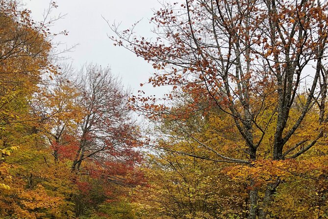 UTV/Side-by-Side Trail Tour to Cape Clear Look-off - Taking in the Panoramic Views at Cape Clear Look-off