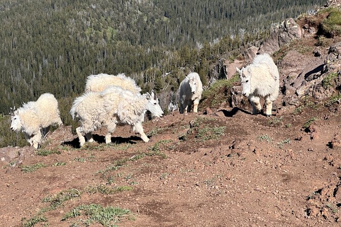 UTV Tour of Big Springs, Flats, and Sawtell Peak - Traversing the Volcanic Landscape of Caldera Meadows