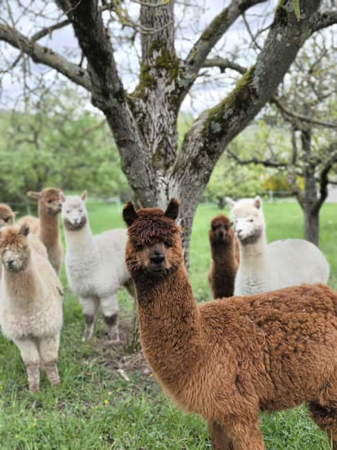 Vaihingen an der Enz: Guided alpaca hiking tour in idyllic countryside - Unique Alpaca Hiking Experience in Ensingen for Small Groups