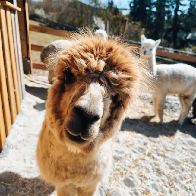 Vaihingen an der Enz: Guided alpaca hiking tour in idyllic countryside - Key Points