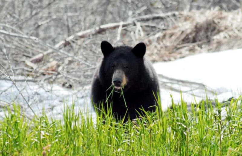 Valdez: Duck Flats Sea Kayak Tour - Key Points