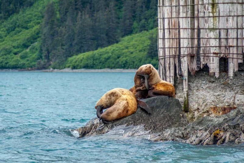 Valdez: Duck Flats Sea Kayak Tour - What Wildlife Can Be Seen at Duck Flats?