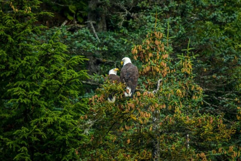Valdez: Duck Flats Sea Kayak Tour - Learning About Valdez’s Local History During the Tour