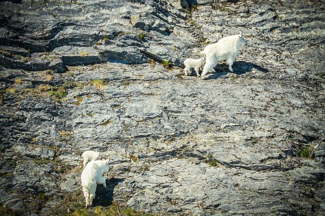Valdez Glacier Explorer Tour - Logistics: How and Where the Tour Takes Off