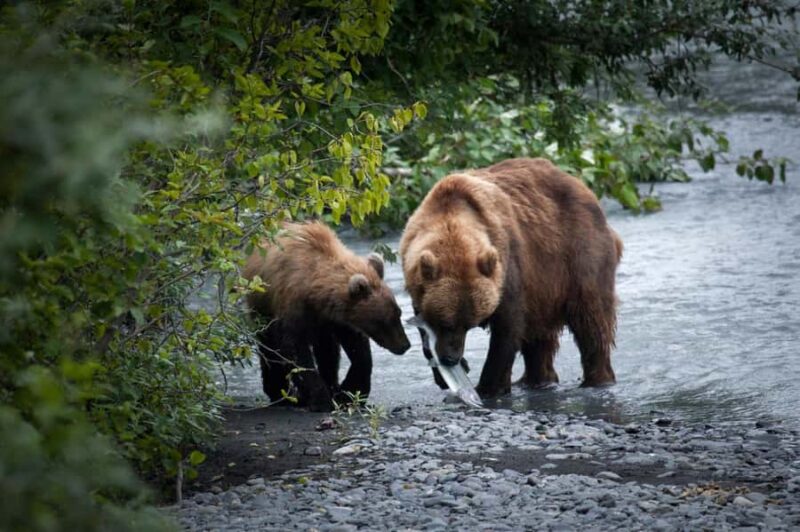 Valdez: Shoup Glacier Kayak Tour with Motor Boat Ride - Short Beach Walks and Marvelous Glacier Views