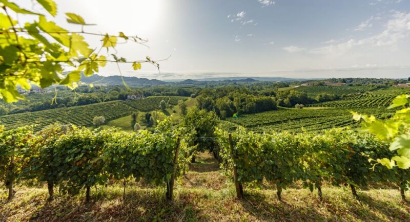 Valdobbiadene: Prosecco Tasting Experience - Guided Tasting of Four Valdobbiadene Proseccos