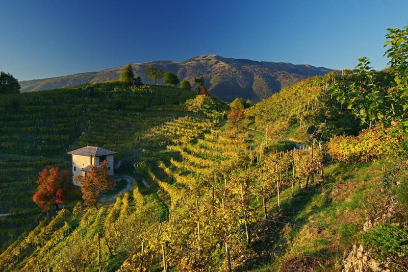 Valdobbiadene: Prosecco tasting with winery & vineyard tour - Enhancing the Experience with Local Products