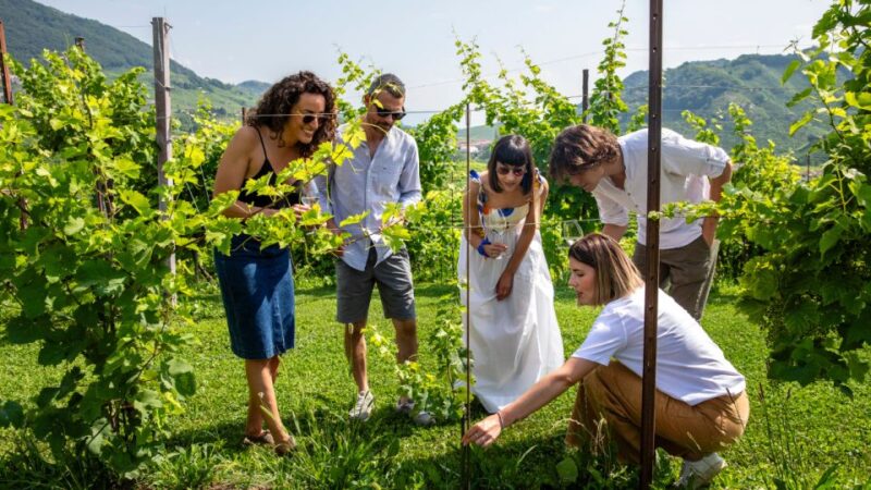 Valdobbiadene:Prosecco tasting,appetizers,winery & vineyard - The Guide and Overall Atmosphere