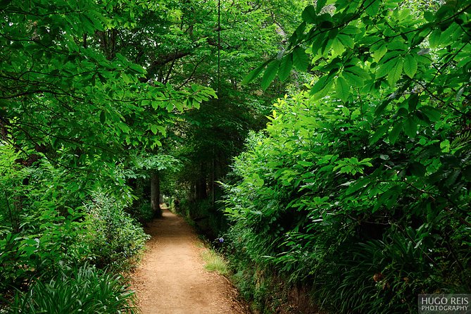 Vale Paraiso - Paradise Valley Walk - Experience a Scenic Walk Along Madeira’s Levadas with Vale Paraiso