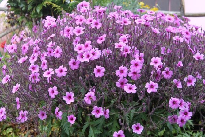 Vale Paraíso - Rochão (Half Day Walk) - Flexibility and Cancellation Options