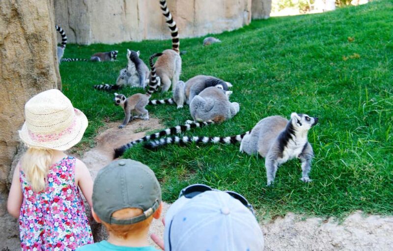 Valencia: Bioparc Valencia Admission Ticket - Key Points