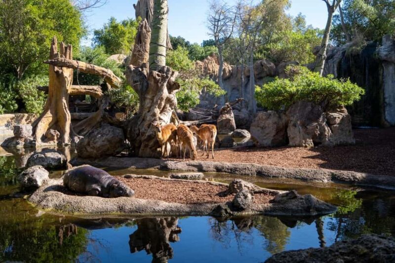 Valencia: Bioparc Valencia Admission Ticket - Practical Information on Entry and Timing