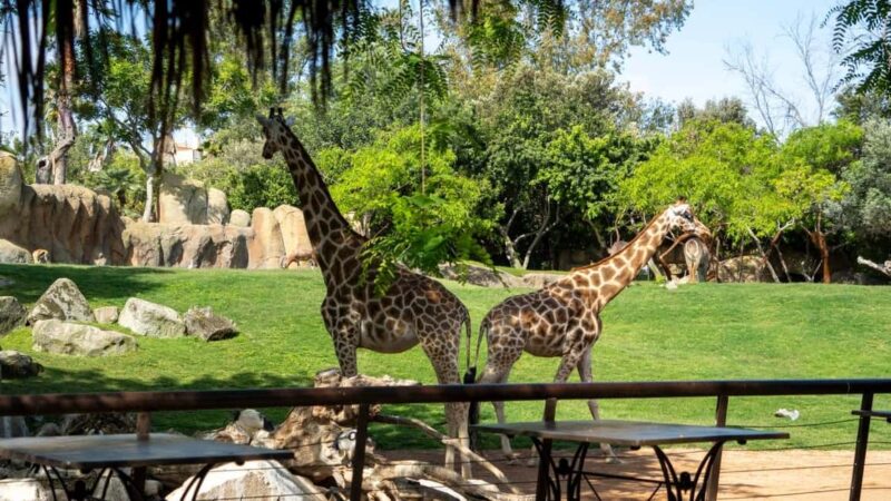 Valencia: Bioparc Valencia Admission Ticket - Final Thoughts on Visiting Bioparc Valencia