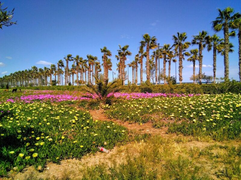 Valencia: Horchata Bike Tour - Key Points