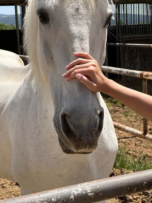 Valencia: Horseback Ride + Lunch + Hotel Pick-Up - The Sum Up: A Relaxing Day of Riding and Tasting