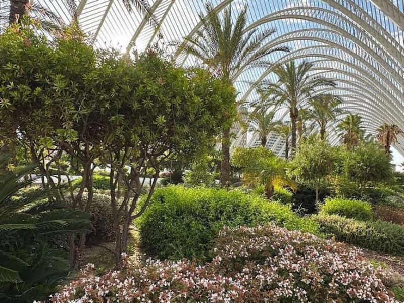 Valencia: Medieval City Guided Walking Tour - Limitations and Considerations