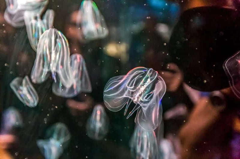 Valencia Oceanogràfic Entry with Backstage tour in Spanish - Exploring the Quarantine Zone and Fish Kitchen