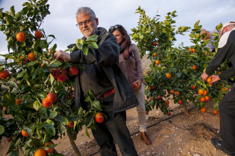 Valencia: Orange Farm and Orchard Trip with Tastings - Key Points