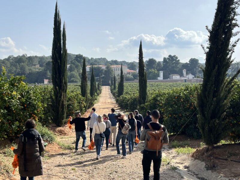 Valencia: Orange Farm and Orchard Trip with Tastings - Tasting Valencian Artisanal Products