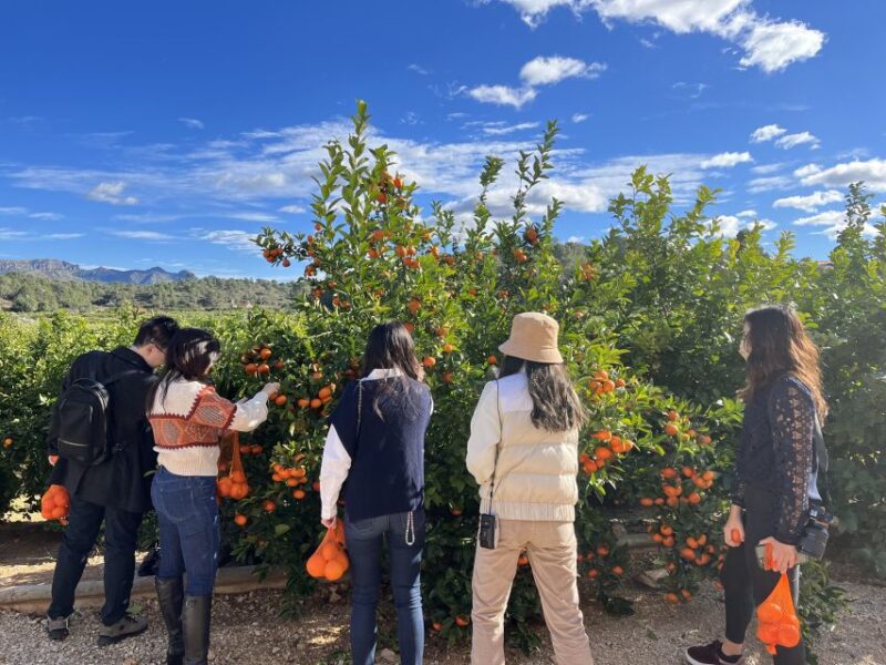 Valencia: Orange Farm and Orchard Trip with Tastings - Practical Details: Getting There and What to Bring