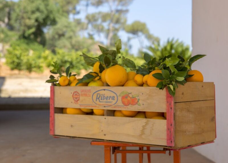 Valencia: Orange Farm and Orchard Trip with Tastings - Overall Value and Suitability