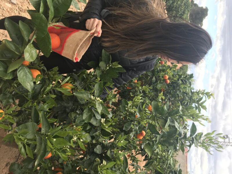 Valencia: Orange Farm and Orchard Trip with Tastings - Limitations to Consider