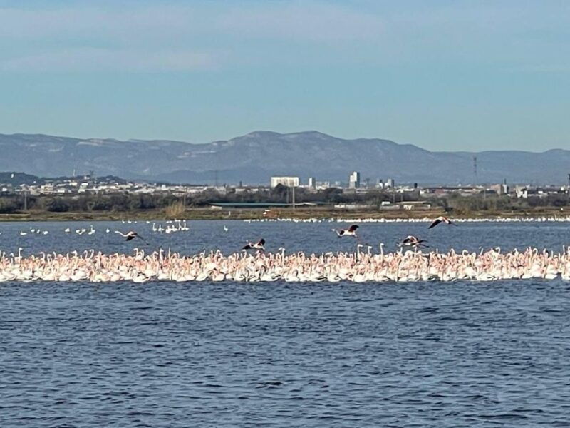 Valencia: The Albufera Lake Self-Guided E-Bike Tour - Key Points