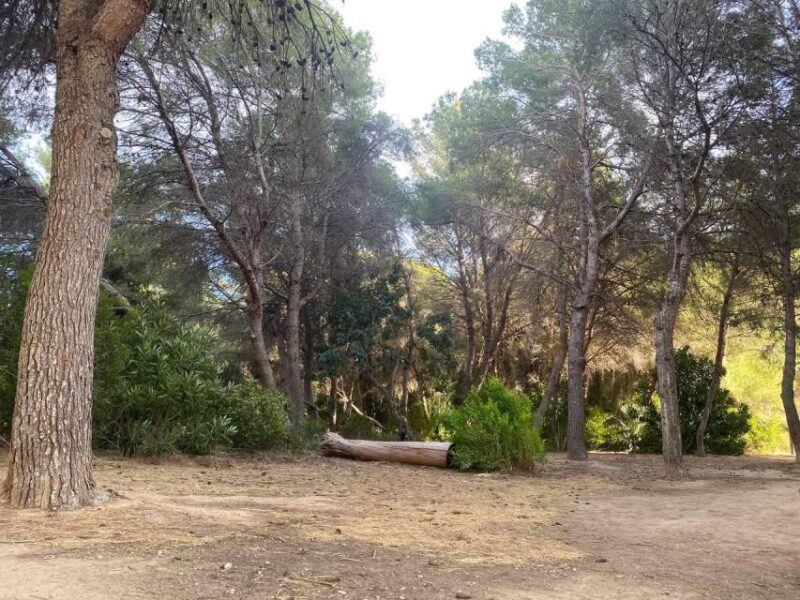 Valencia: The Albufera Lake Self-Guided E-Bike Tour - Birdwatching and Natural Beauty at the Lake