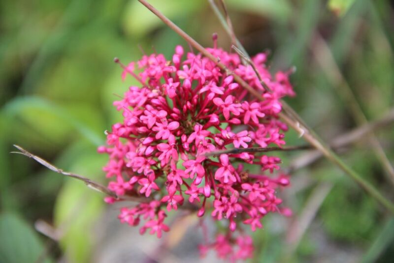 Valencia: Turia & Cabecera Park Private Segway Tour - The Guide and Route Customization