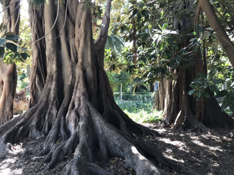 Valencia: Turia Park Segway Tour - Seeing the Modern Alameda Bridge