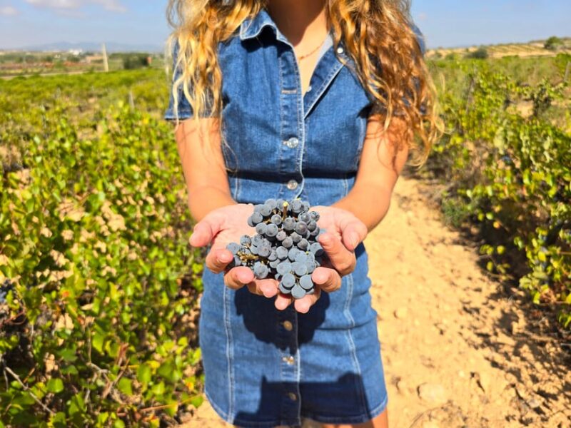 Valencia: Utiel-Requena Cave & Winery Day Trip with Tasting - Tasting Pinot Noir in the Scenic Vera de Estenas Vineyard