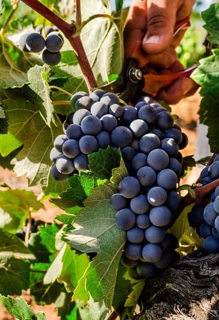 Valencia: Vineyard Tour, Local Wine, Cava Tasting & Snacks - Who Will Love This Tour?