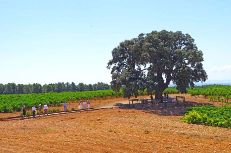 Valencia: Winery Visit with Vineyard Tour & Wine Tasting - Tasting the Wines and Vermouths in a Relaxed Atmosphere