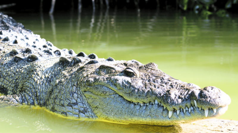 VALLADOLID: RIO LAGARTOS+LAS COLORADAS+EK´BALAM+CENOTE - Practical Details: What’s Included and What to Budget For