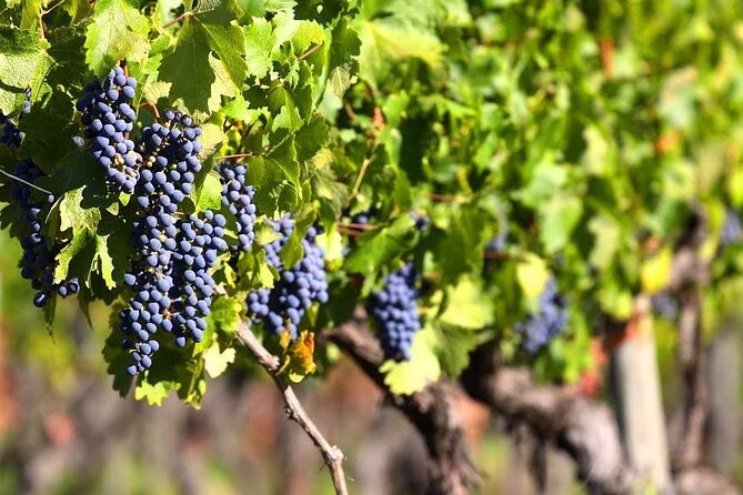 Valle de Guadalupe Premium Wine & Vineyard Wagon Tour - Practical Details: Booking, Cancellation, and What’s Not Included