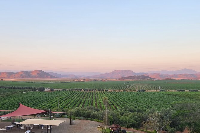 Valle de Guadalupe Wine Experience: Wine Tastings Included - Key Points