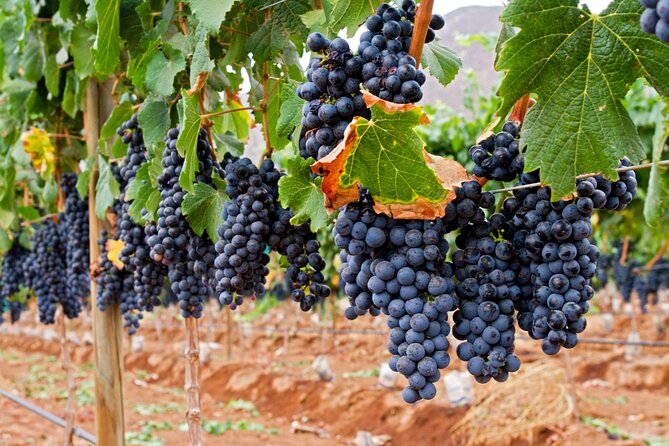 Valle de Guadalupe Wine Experience: Wine Tastings Included - Booking and Cancellation Policies