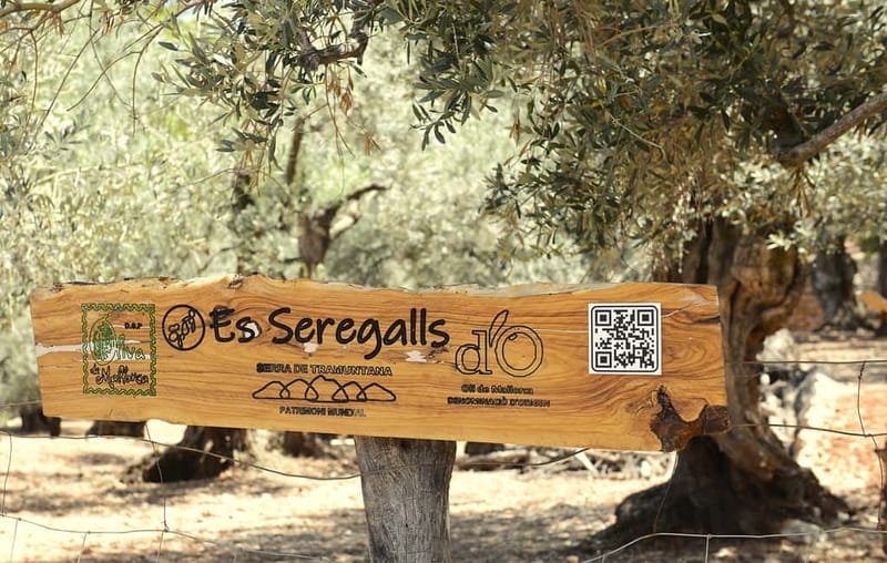Valle de Sóller, Fornalutx: Olive grove tour, oil tasting, and local products - Key Points