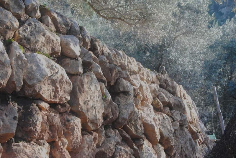 Valle de Sóller, Fornalutx: Olive grove tour, oil tasting, and local products - The Km0 and Seasonal Tasting Experience