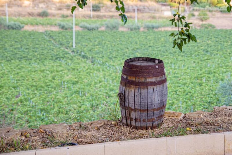 Valle delle Ferle: Wine Tasting & brunch in Caltagirone - Valle delle Ferle: Discovering a Sicilian Organic Winery